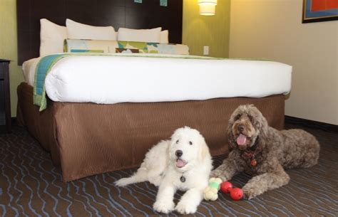 pet friendly hotels marietta ga|hotels near that allow dogs.